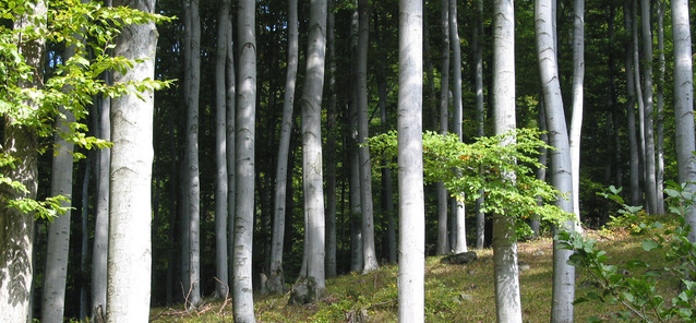 bukový porost ve Slavkovském lese
